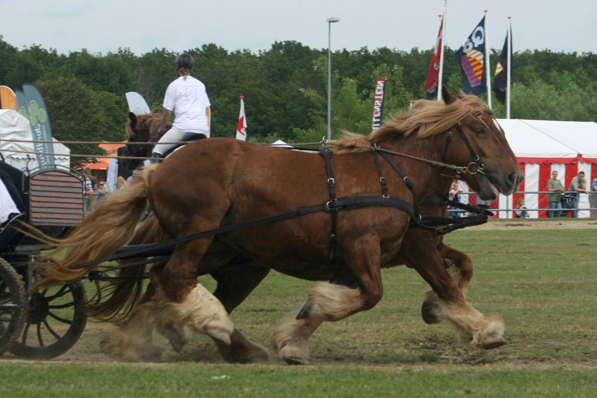 Jyde Frigg billede 19