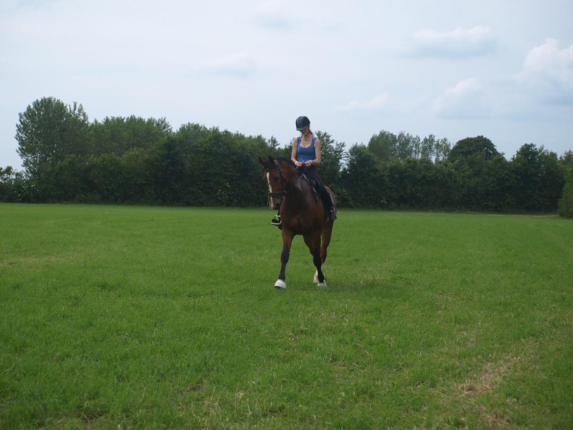 Oldenborg Hasselhøjs Ikaros (Bamse)[VIDUNDER HESTEN] - Traversade <3 BAMSE <3 Han er bare for lækker, han kan det hele <3 billede 14