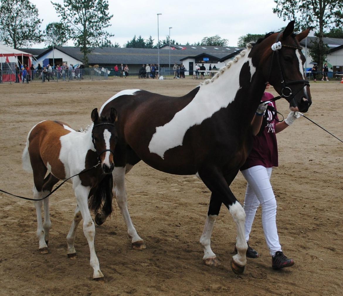 Pinto Hoelgaard´s Zaijo´s Pride billede 13