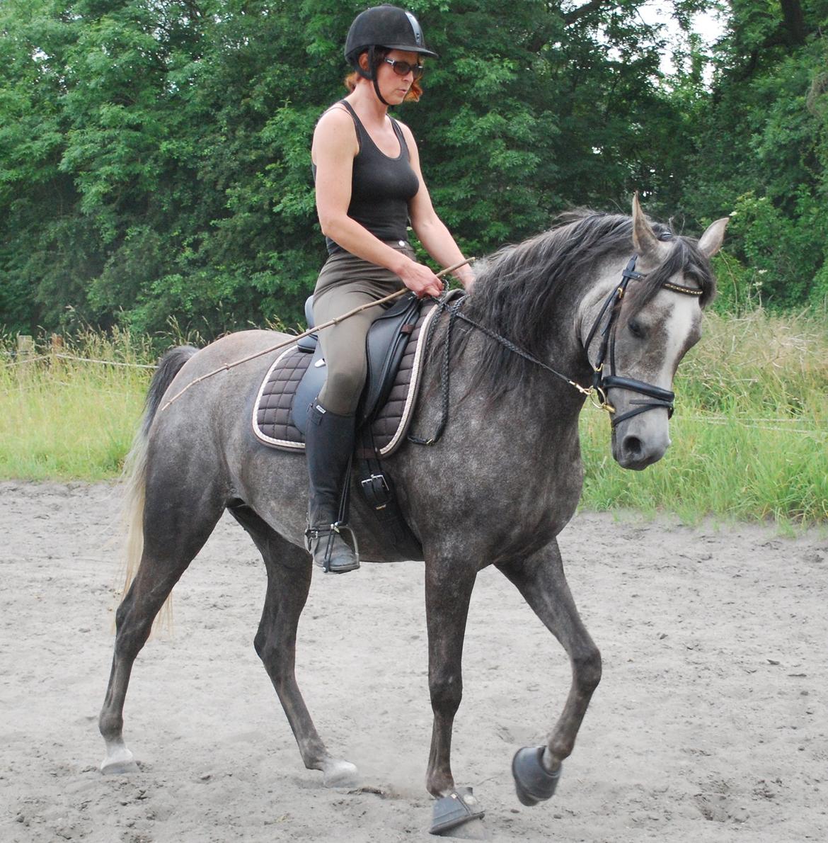 Arabisk fuldblod (OX) WML Hanna billede 1