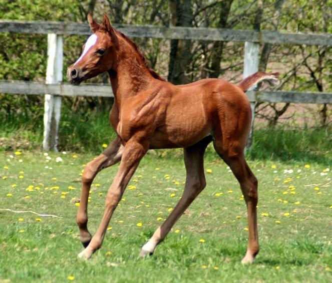 Arabisk fuldblod (OX) WML Hanna billede 2