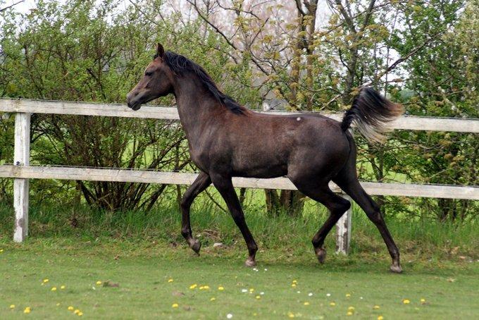 Arabisk fuldblod (OX) WML Hanna billede 3