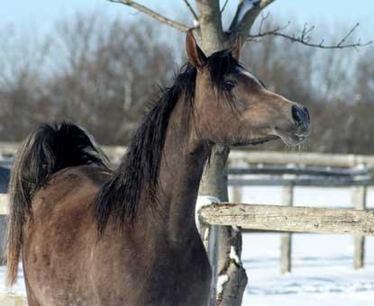 Arabisk fuldblod (OX) WML Hanna billede 4