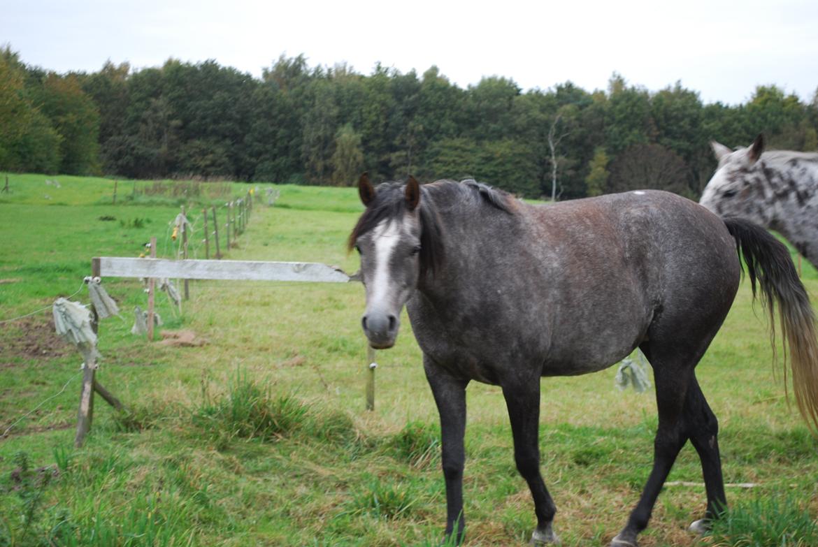 Arabisk fuldblod (OX) WML Hanna billede 5