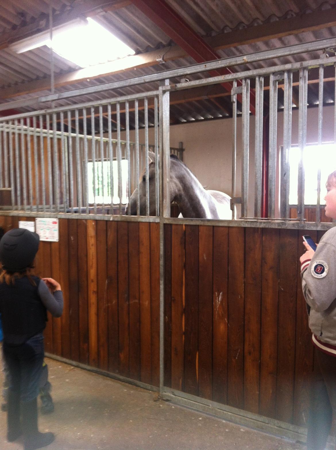 Anden særlig race MC Zoya Z - Så ankom Zoya!

König, 17.06.2012 billede 15