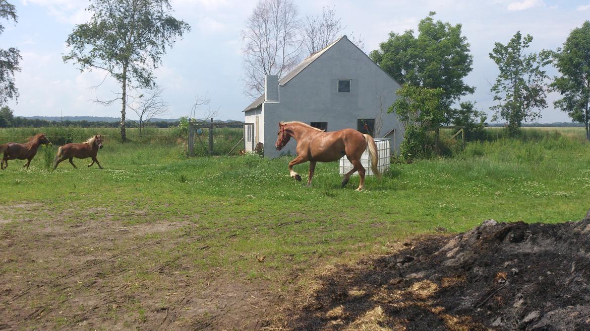 Anden særlig race Mulle - 8/7-2012 billede 10