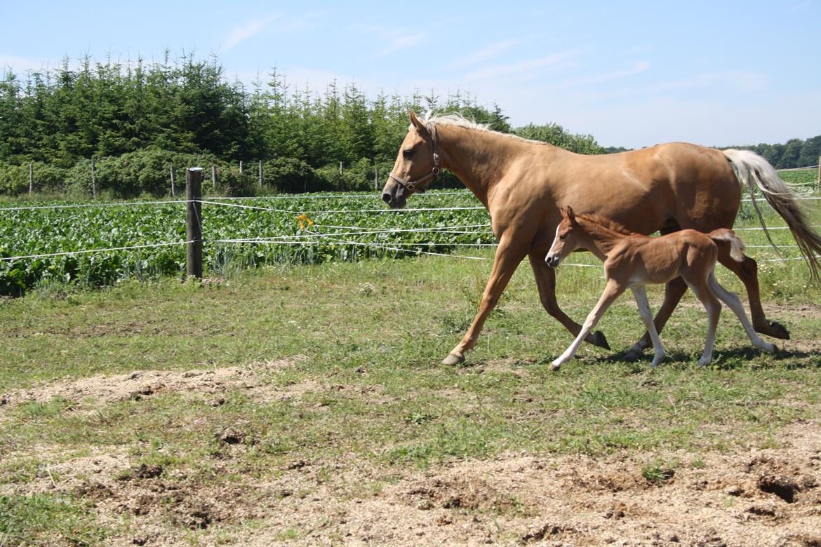 Palomino Wede's Miss Dia  - mor og datter?? billede 12
