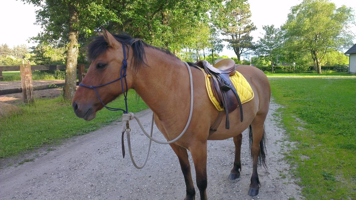 Anden særlig race Britney - Skulle afprøve kameraet på min ny mobil, og endte ud med et ret godt resultat! - Juni 2012 billede 7