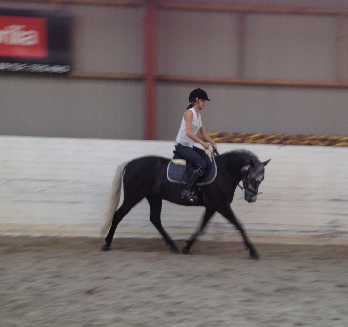 New Forest Remontes Tango Talento  - min fine pony mand<3 billede 14