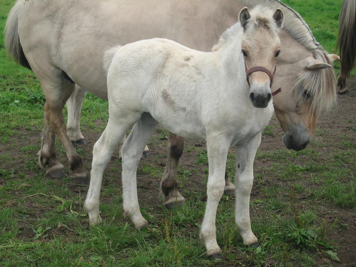Fjordhest Rosemunde Vårby billede 1