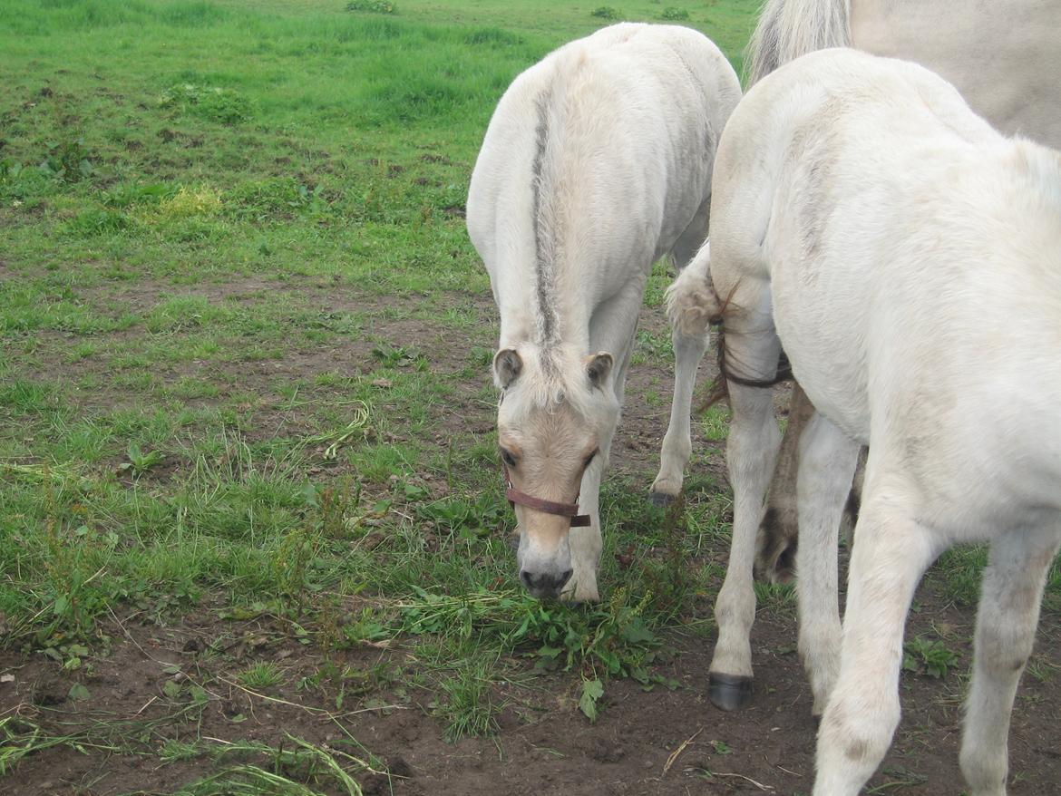Fjordhest Rosemunde Vårby billede 2