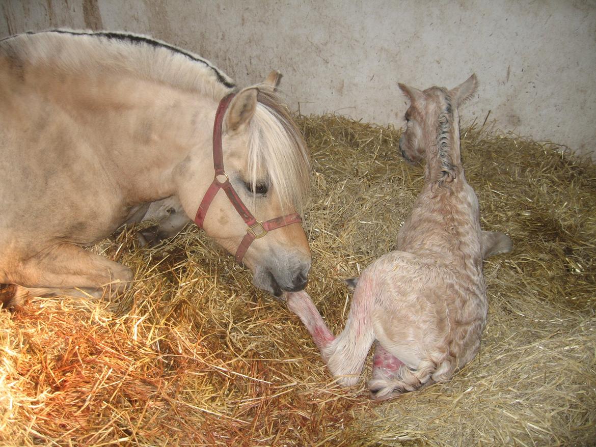 Fjordhest Rosemunde Vårby billede 3