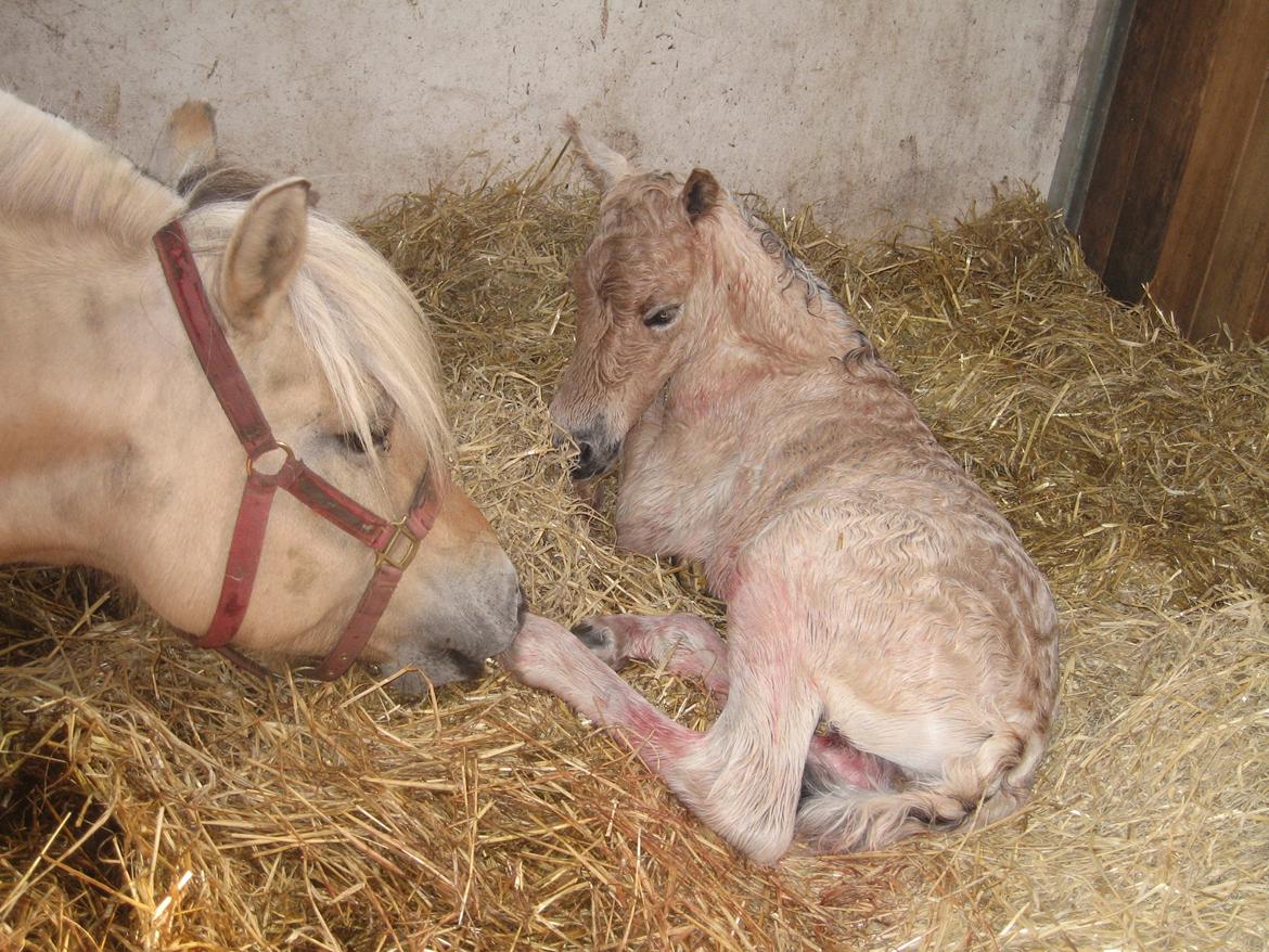 Fjordhest Rosemunde Vårby billede 4