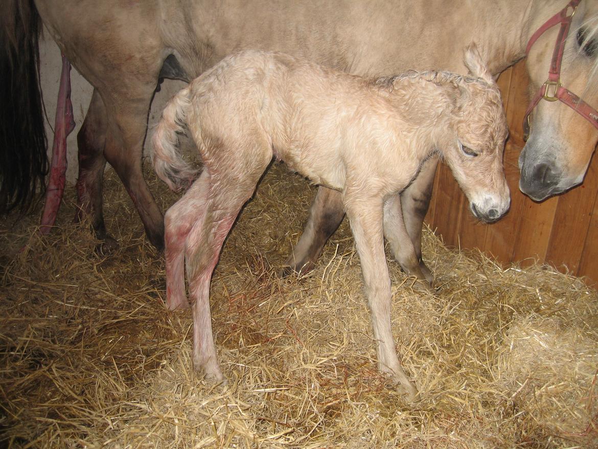 Fjordhest Rosemunde Vårby billede 5