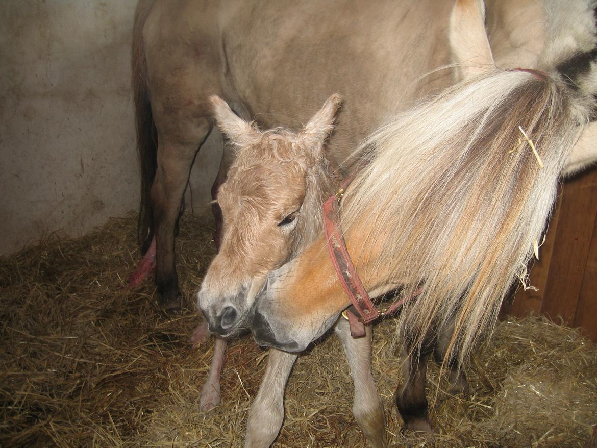 Fjordhest Rosemunde Vårby billede 6