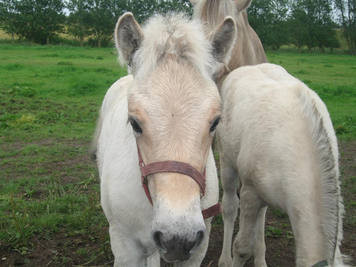 Fjordhest Rosemunde Vårby billede 7