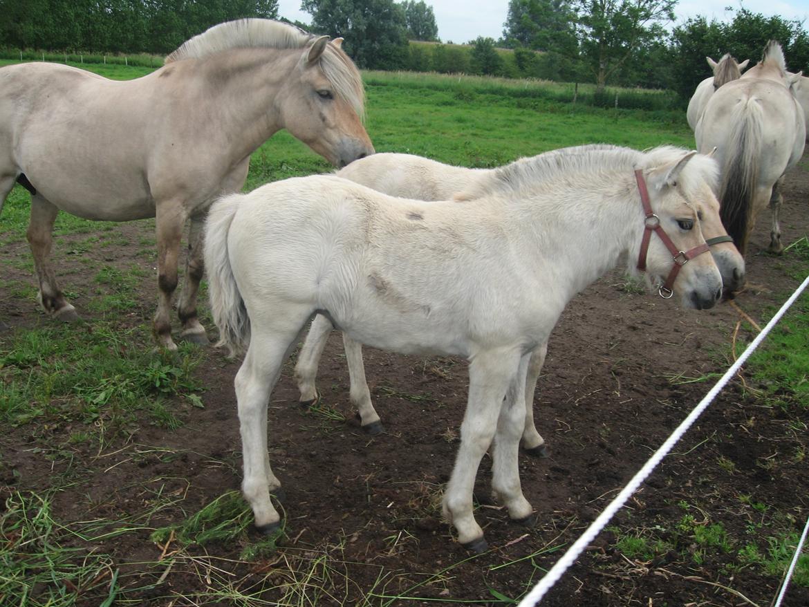 Fjordhest Rosemunde Vårby billede 8