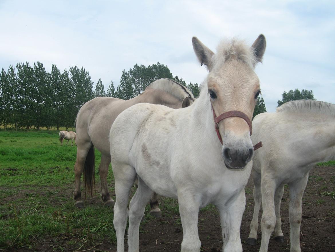 Fjordhest Rosemunde Vårby billede 9