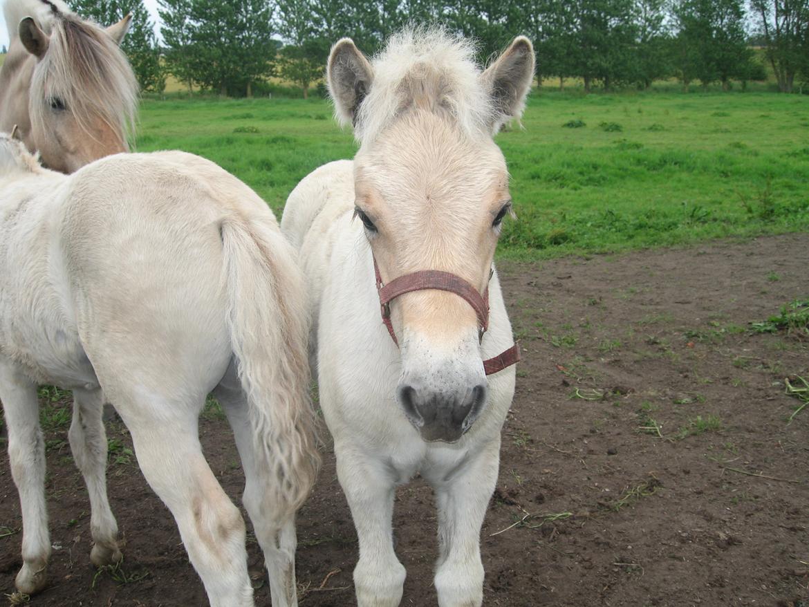 Fjordhest Rosemunde Vårby billede 10