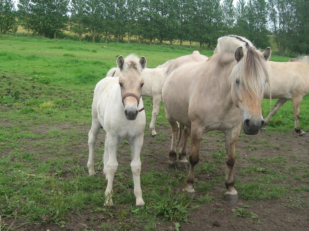 Fjordhest Rosemunde Vårby billede 11
