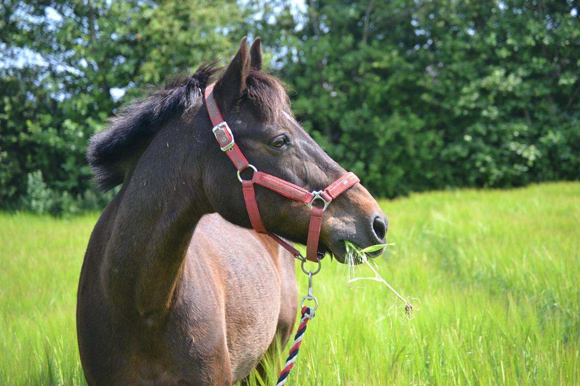 New Forest Dusty<3  ( HoppeBolden) - Dusty :)) billede 10