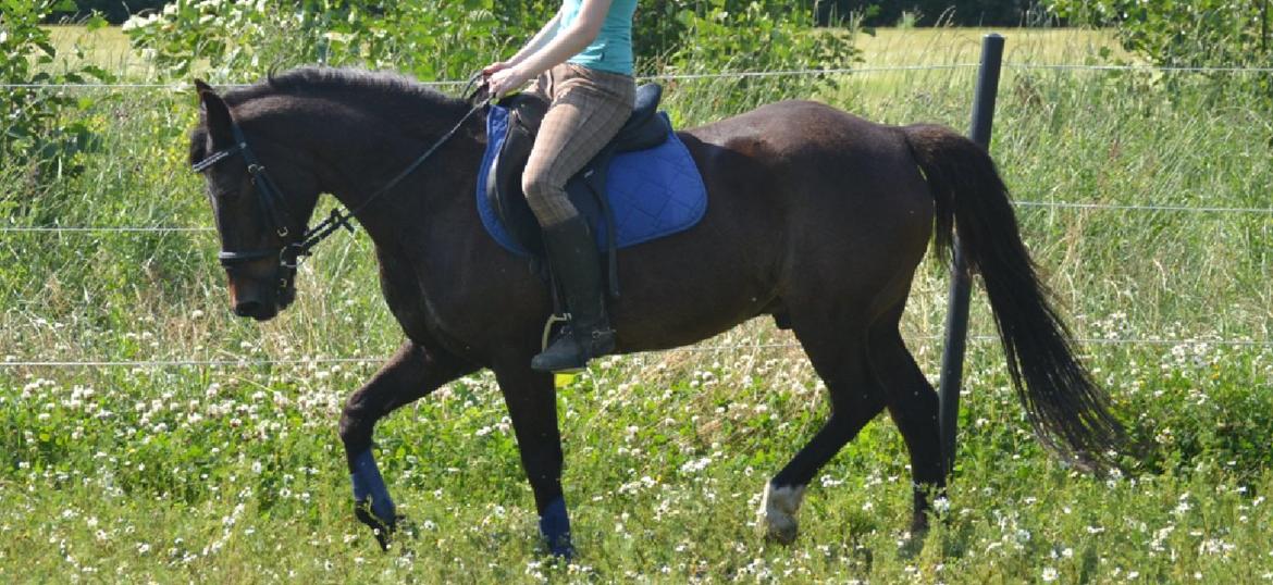 New Forest Dusty<3  ( HoppeBolden) - Ja, dressur kan vi også :) billede 3