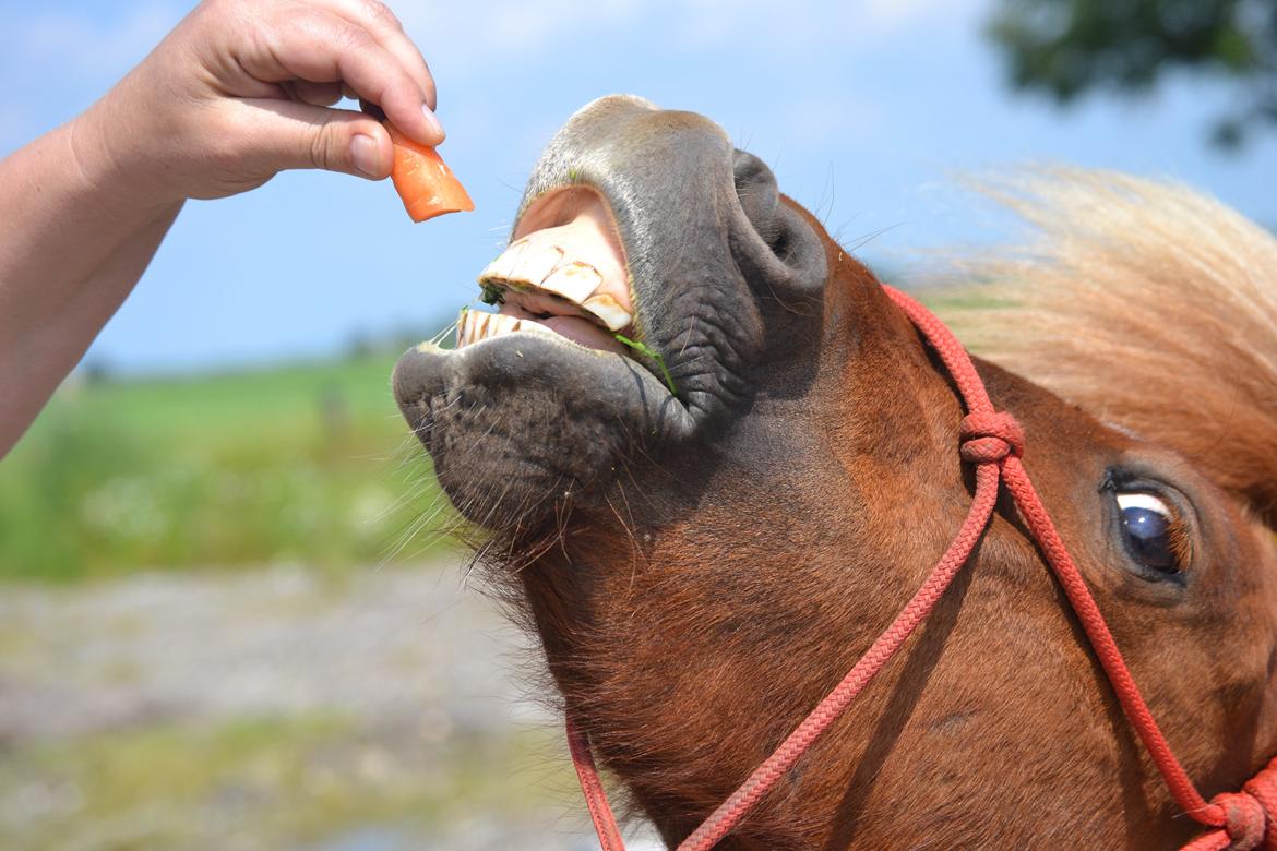 Shetlænder Isabella<3 - Smile på kommando :) billede 14