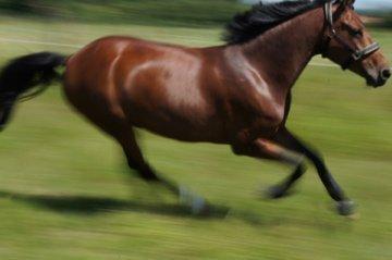 Tysk Sportspony Reality We A-PONY billede 4