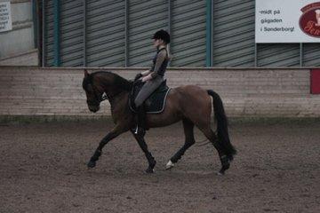 Tysk Sportspony Reality We A-PONY billede 7