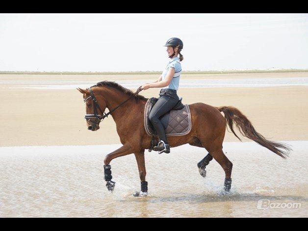 Welsh Partbred (Sec F) De Wijk's Aislin B PONY - Rømø 2012 billede 15