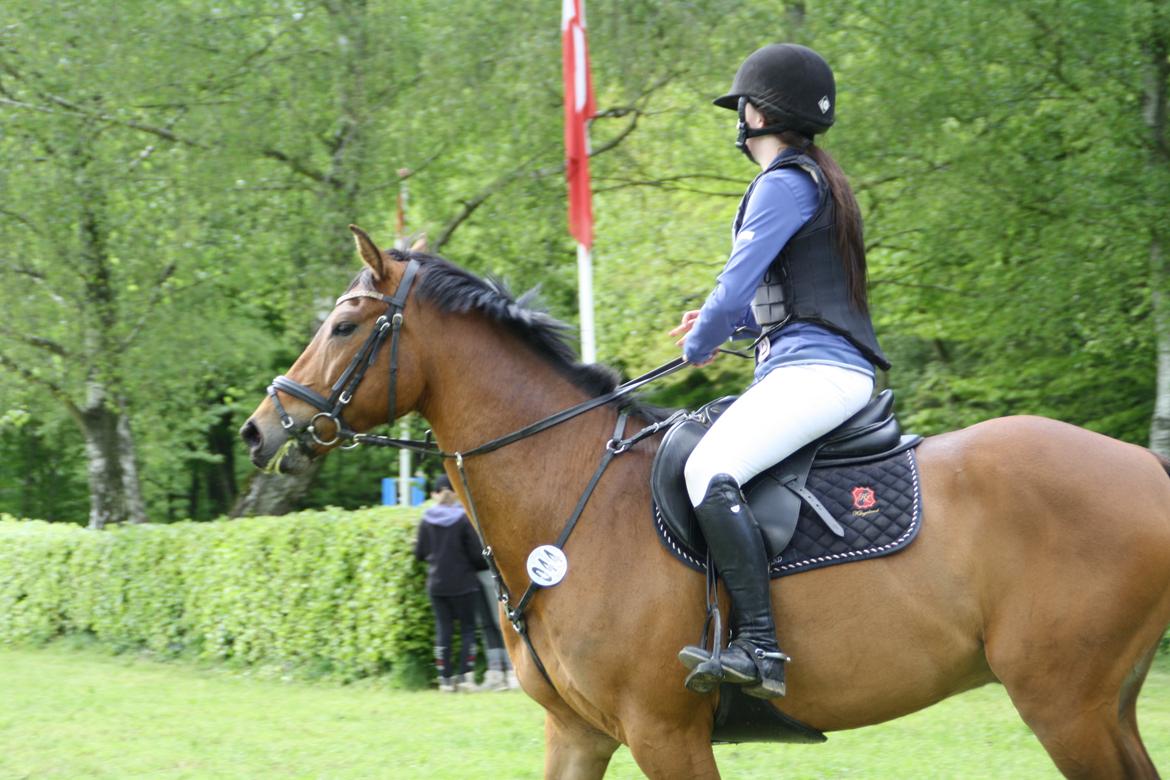 Tysk Sportspony - Maros b-pony SOLGT - klar til mb**  billede 9