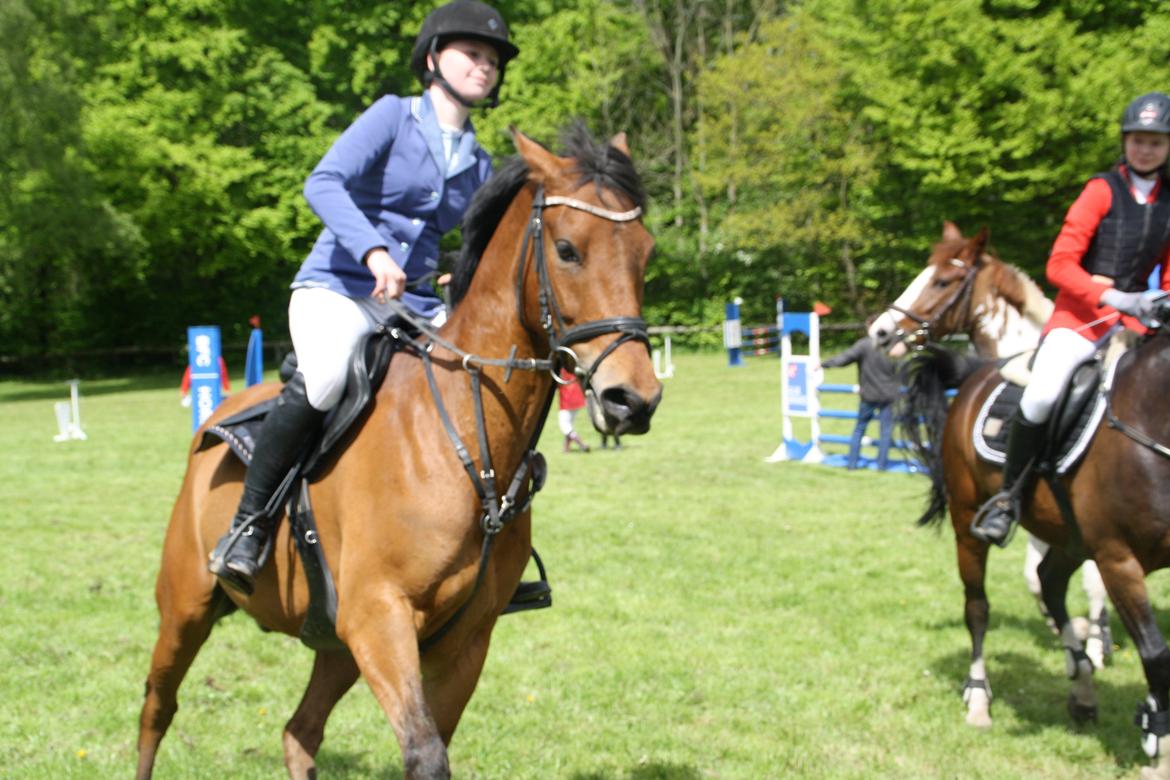 Tysk Sportspony - Maros b-pony SOLGT - vildbasse til æresrunde.  billede 10