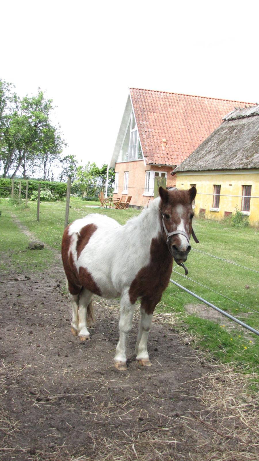 Anden særlig race Lotte [Lånepony] - ude på folden billede 3