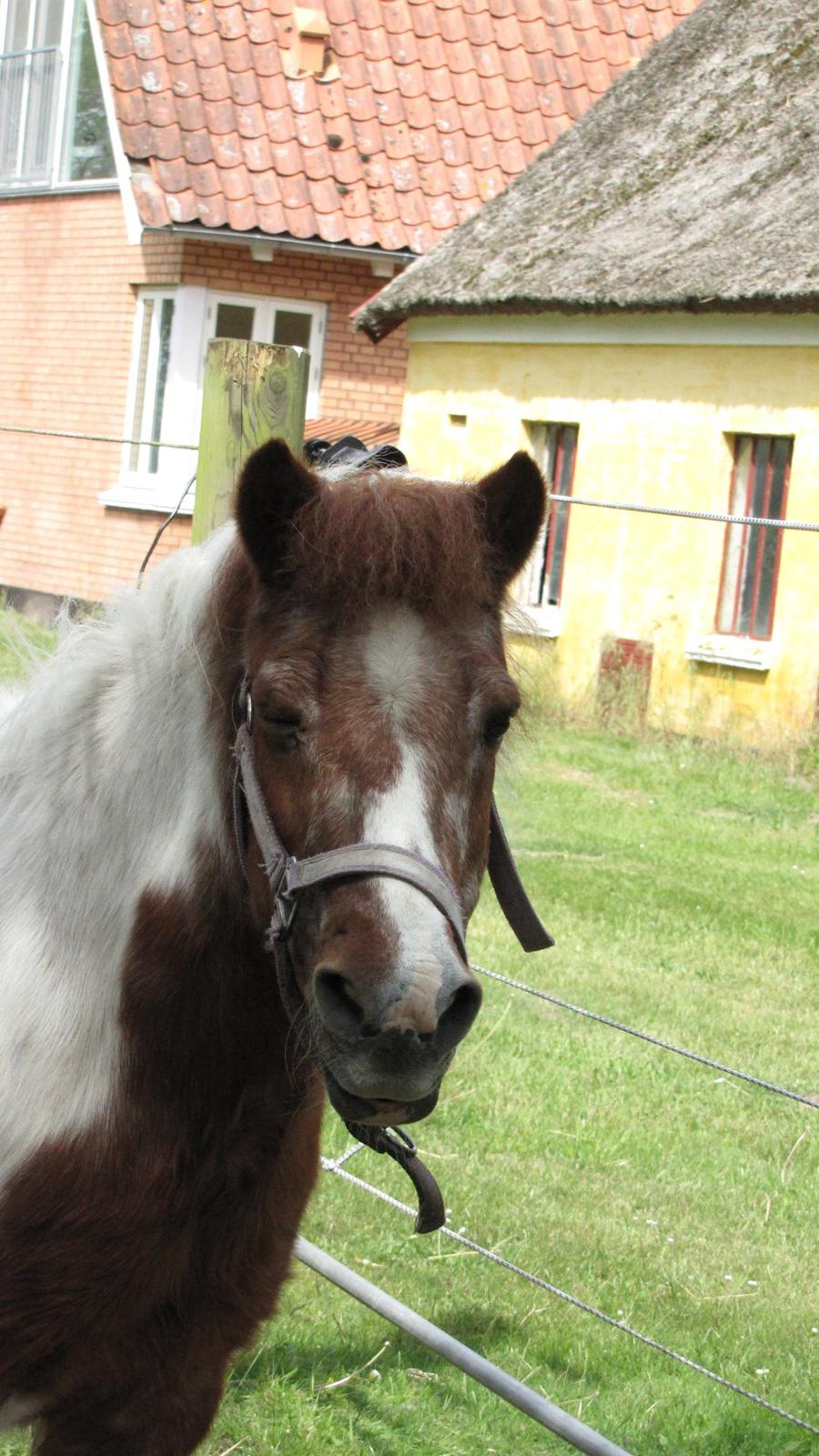 Anden særlig race Lotte [Lånepony] - dejligt græs <3<3<3 billede 4