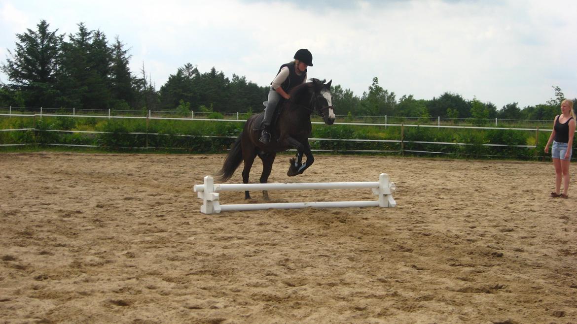 Anden særlig race Pondus billede 12