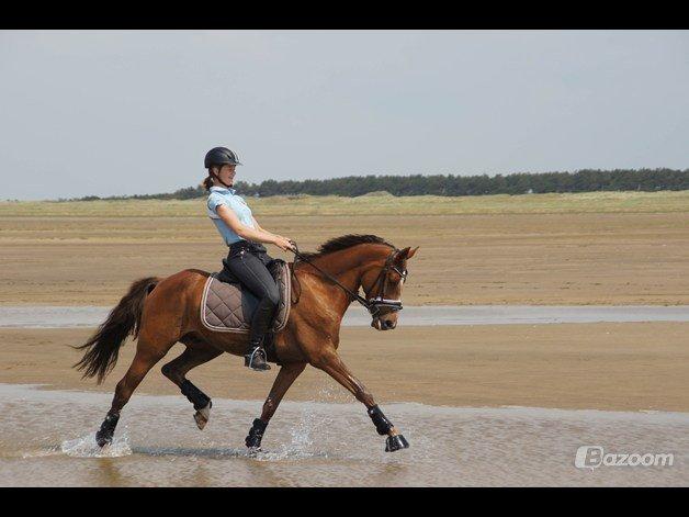 Welsh Partbred (Sec F) De Wijk's Aislin B PONY - Rømø 2012 billede 16