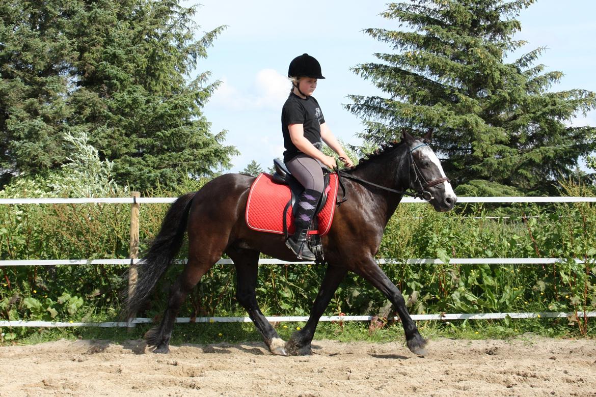 Anden særlig race Pondus billede 9