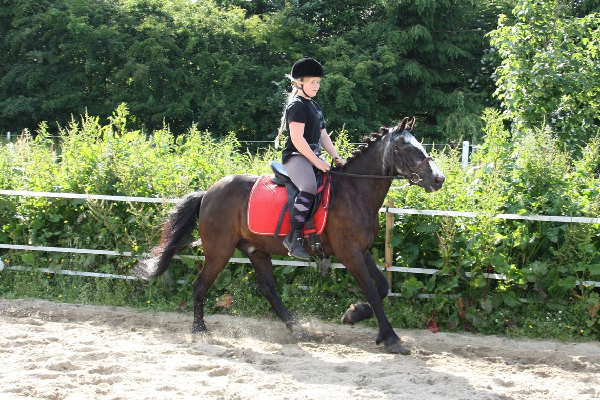 Anden særlig race Pondus billede 16