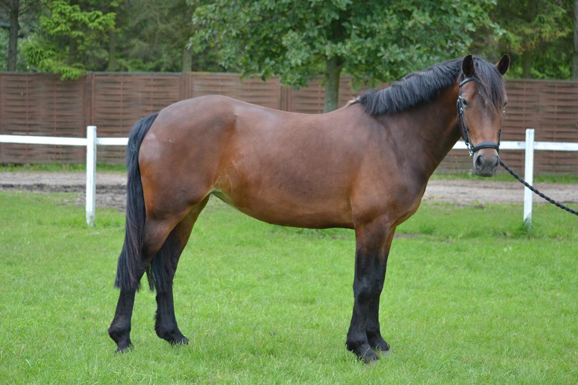 Welsh Cob (sec D) Fronerthig Mary Jane!<3 $$$ - Den bedste <3 billede 16