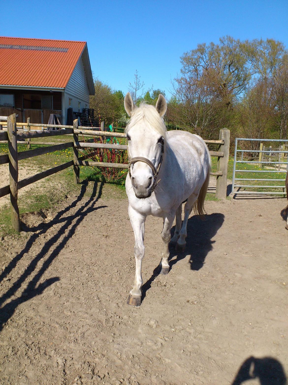 Anden særlig race Lafajet billede 20
