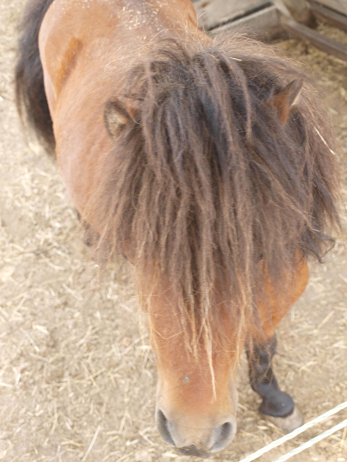 Shetlænder Zorro billede 15