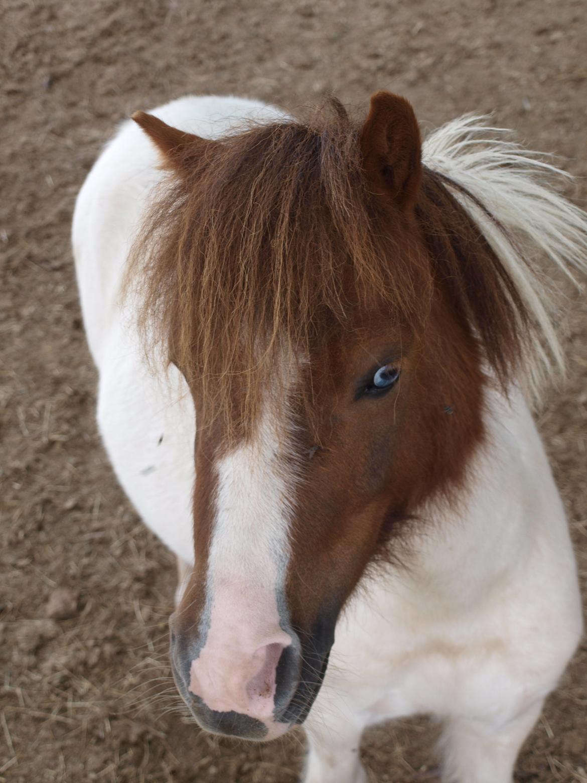 Shetlænder Mr. Blue Destiny billede 18