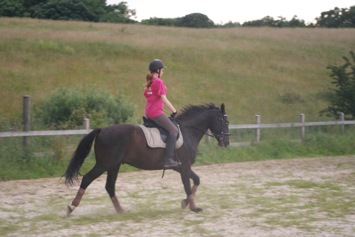 Oldenborg Hector billede 6