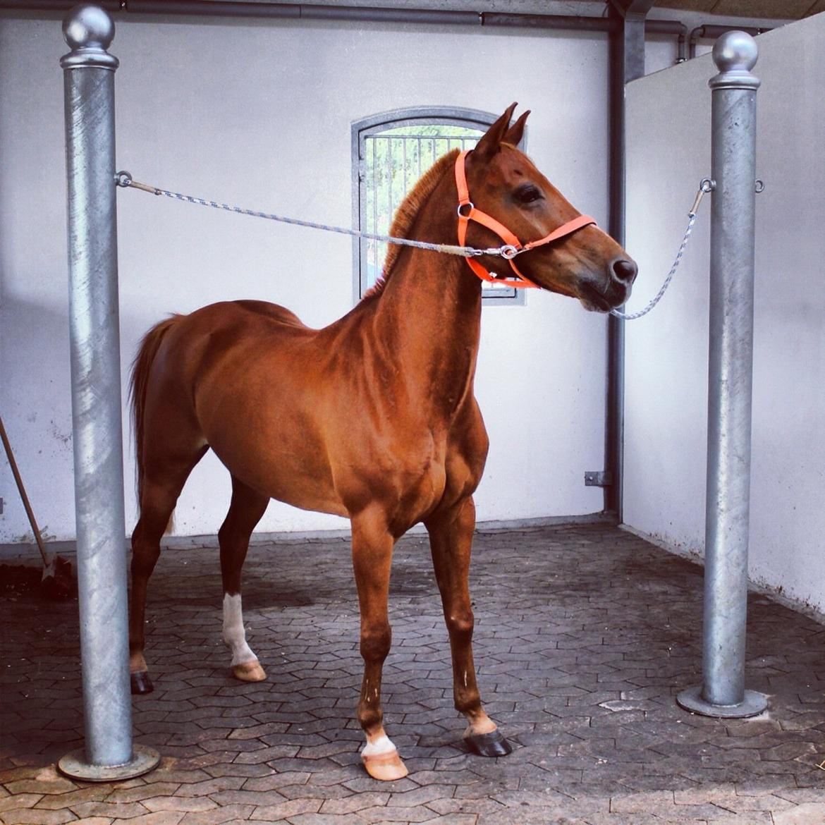 Anden særlig race Ponylands Bolero<3 sov sødt min skat billede 16