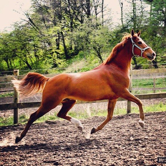 Anden særlig race Ponylands Bolero<3 sov sødt min skat billede 17