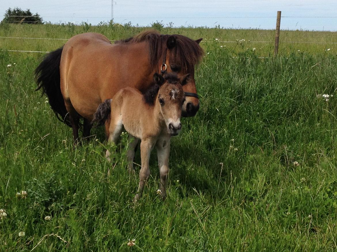 Dansk Miniature † Bjørnsmindes Day Dream † billede 1