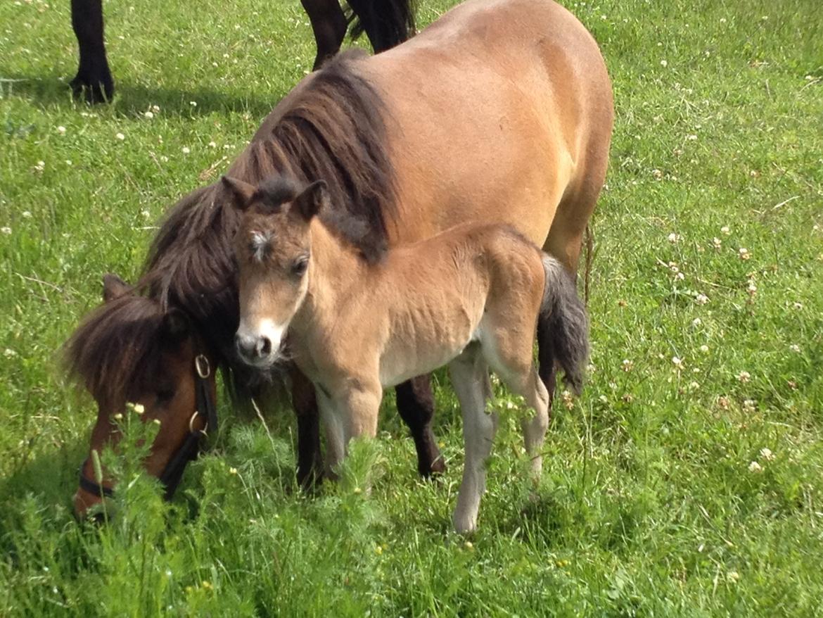 Dansk Miniature † Bjørnsmindes Day Dream † billede 5