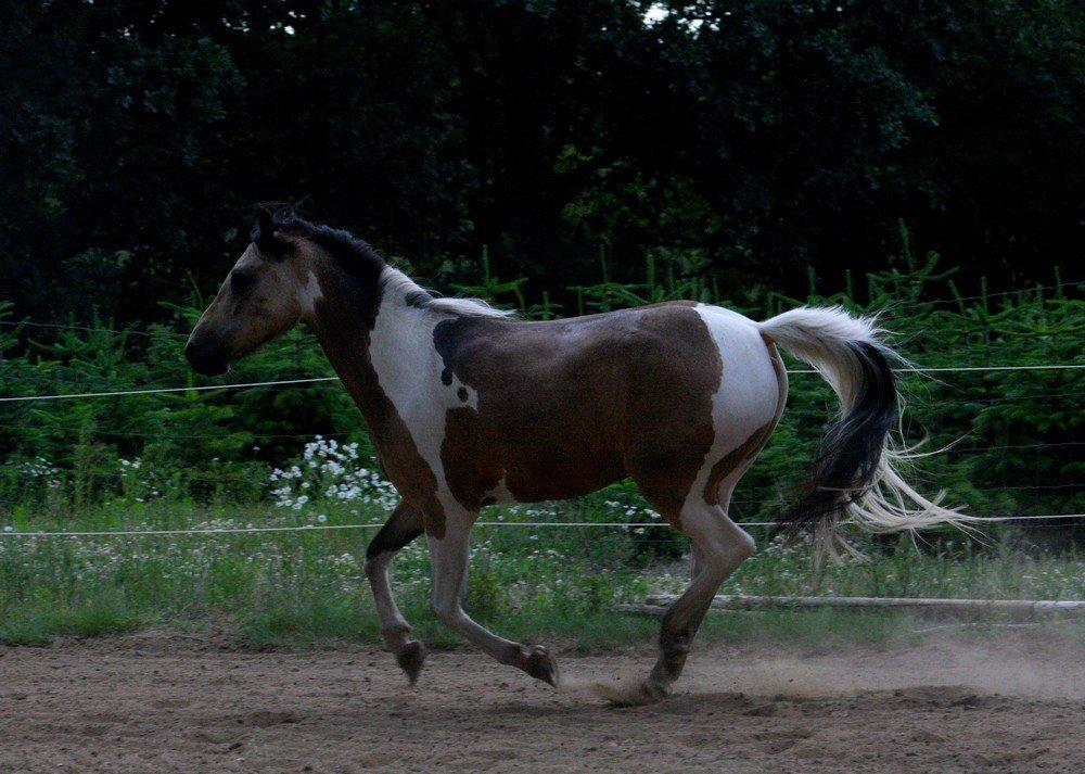 Anden særlig race Speedy - Tilredet billede 10