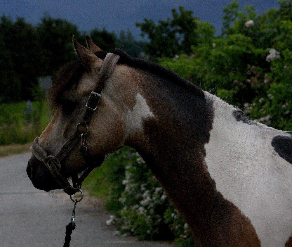 Anden særlig race Speedy - Tilredet billede 11