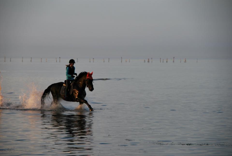 Oldenborg Gograf - Elsker den hest <3<3 billede 10